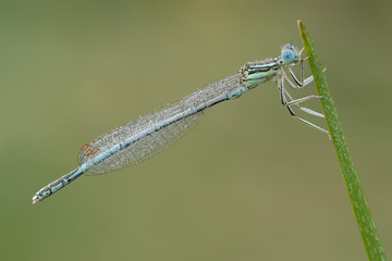 Gemeine Federlibelle Platycnemis-pennipes