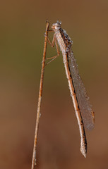 Gemeine Winterlibelle Sympecma fusca
