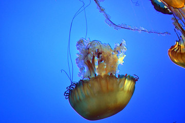 Yellowish jellyfish swimming with tentacles