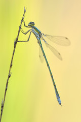 Glänzende Binsenjungfer Lestes dryas