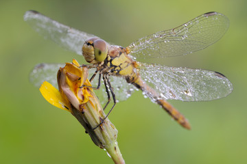 Große Heidelibelle Sympetrum striolatum
