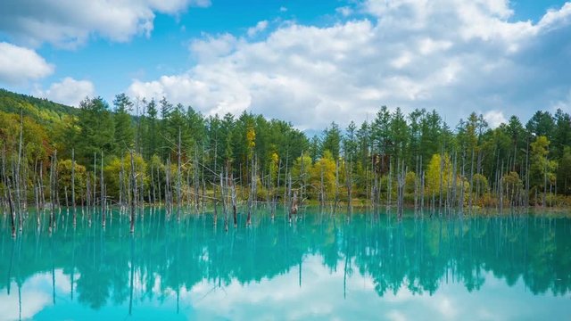 4k, agriculture, autumn, background, beautiful, biei, bloom, blossom, colorful, countryside, famous place, farm, field, flora, floral, flower, furano, furano basin, garden, green, hill, hokkaido, japa
