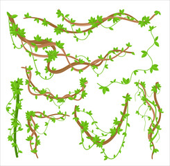 Green liana plants creepers flat vector illustrations set © Natalia