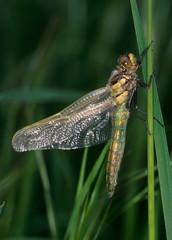 Große Königslibelle Anax imperator Liblllenhülle
