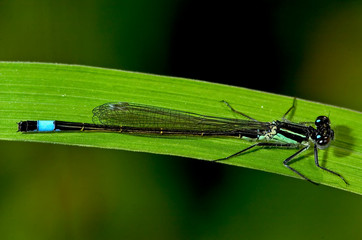 Große Pechlibelle Ischnura elegans