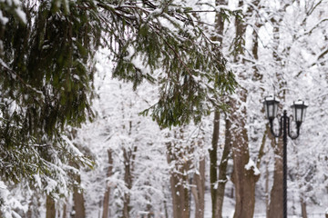 Fototapeta premium Snow on a tree branch in park
