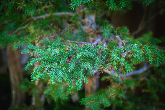 Closeup of a juniper pine needle on a bonsai tree