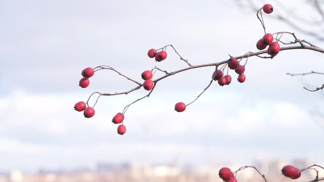 Red hawthorn berries on a bare branch without leaves against the sky. Red hawthorn berries