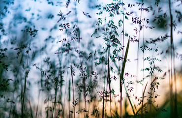 beautiful nature background, panicle of spikelets at sunset