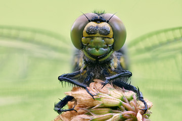 Großer Blaupfeil Orthetrum cancellatum © Dirk