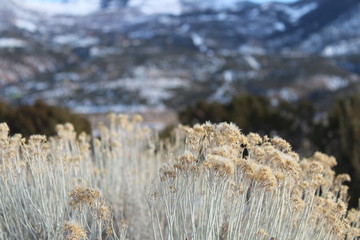 Sage brush in the high desert