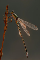 Kleine Binsenjungfer Lestes virens vestalis