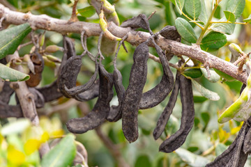 Carob tree with pods and green leafs on the branch.