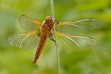 Spitzenfleck Libellula fulva