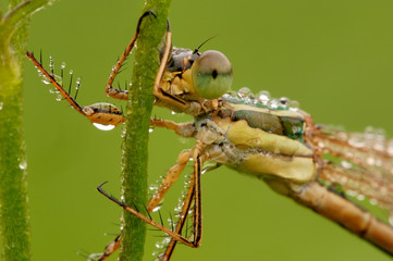 Südliche Binsenjungfer Lester barbarus
