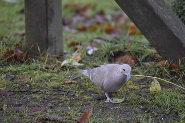  pigeon in the fields