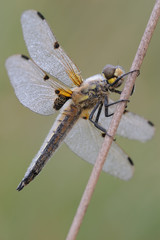Vierfleck Libellula quadrimaculata