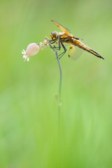 Vierfleck Libellula quadrimaculata