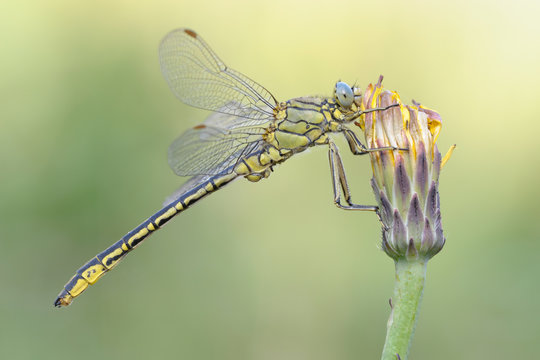 Westliche Keiljungfer Gomphus pulchellus