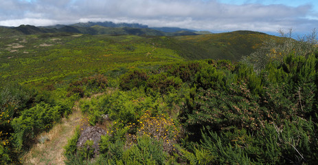 Obraz premium Wanderweg auf der Hochebene Paul da Serra, Madeira