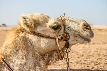 Portrait of the head of a camel with sand and sky in a blurry background