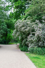 The Tiergarten, walk through the green beautiful park in central Berlin , green lawns and beautiful flowers