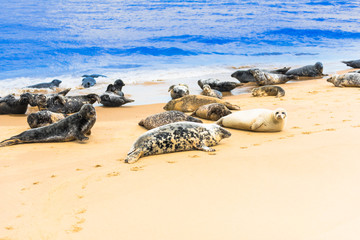 Obraz premium seals by the beach, horsey gap, uk