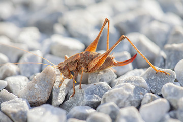 brown locust , locusta migratoria, on a stony ground