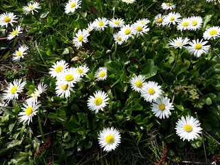White small flowers of Daisies, Bellis perennis in the garden. It is a perennial herbaceous plant in the family Asteraceae. © beres