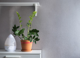 Plants in the interior. Home plant in a pot next to a steam generator. Zamioculcas