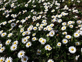 White small flowers of Daisies, Bellis perennis in the garden. It is a perennial herbaceous plant in the family Asteraceae. © beres