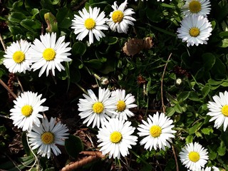 White small flowers of Daisies, Bellis perennis in the garden. It is a perennial herbaceous plant in the family Asteraceae. © beres