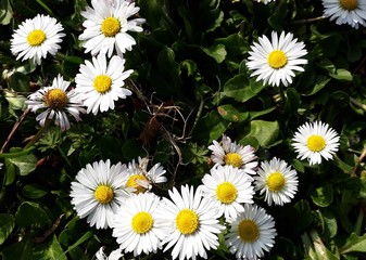 White small flowers of Daisies, Bellis perennis in the garden. It is a perennial herbaceous plant in the family Asteraceae. © beres