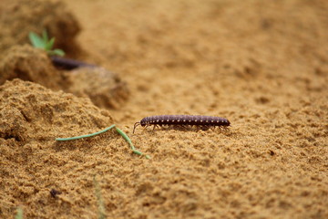Close up of caterpillar on sand