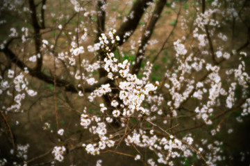 Branches of a blossoming fruit tree in soft focus. Selective focus.