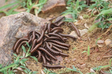 Close up of caterpillars on sand