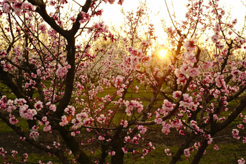 blooming apricot tree in early spring