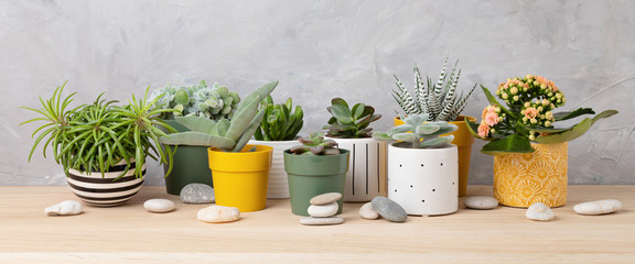 Collection of various succulents and plants in colored pots. Potted cactus and house plants against...