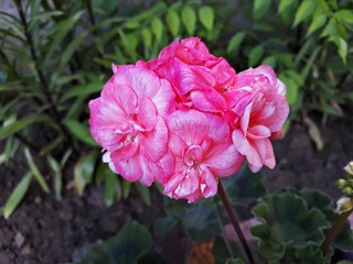 Pink flower of Pelargonium, commonly known as geraniums or storksbills. It is a genus of perennial...