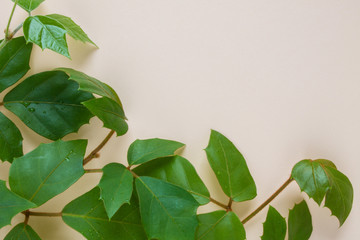 Twigs of a houseplant bindweed on a pale pink background with space for copying