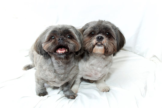 Studio image of two curious shih tzu dogs with haircuts sitting close together on cloth white background looking up at viewer.