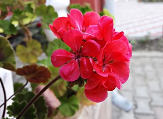 Red flower of Pelargonium, commonly known as geraniums or storksbills. It is a genus of perennial...