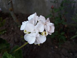 White flower of Pelargonium, commonly known as geraniums or storksbills. It is a genus of perennial flowering plants in the family Geraniaceae. 