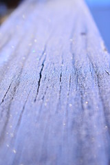 Fototapeta premium Frost wood 1 