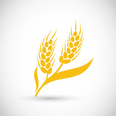 Beautiful set of golden wheat, grain vector elements