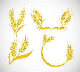 Beautiful set of golden wheat, grain vector elements