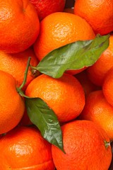 bright orange clementines with green leaves