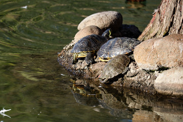 turtles basking in the sun