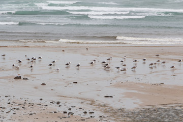 Beach in Brittany during winter with seagulls landed