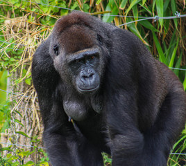 Thinking gorilla 
